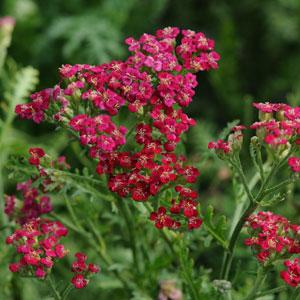 Achillea  3 Litre