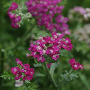 Achillea  3 Litre
