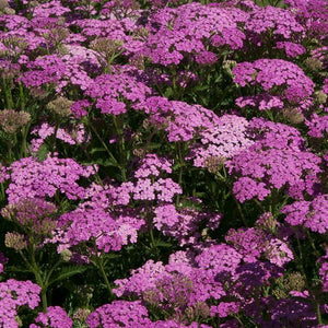 Achillea  3 Litre
