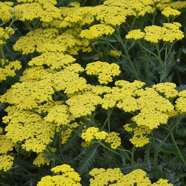 Achillea  3 Litre