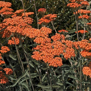 Achillea  3 Litre