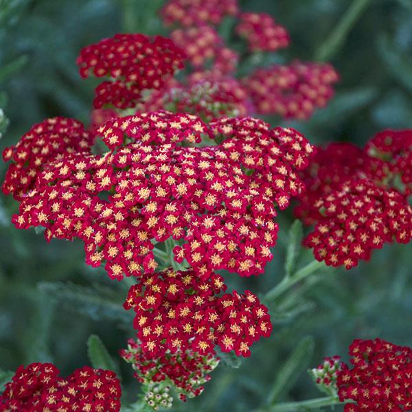 Achillea  3 Litre
