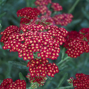 Achillea  3 Litre