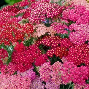 Achillea  3 Litre