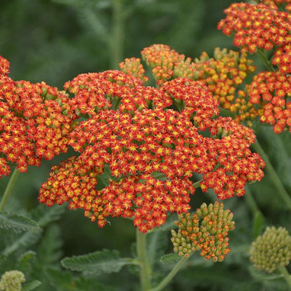 Achillea  3 Litre
