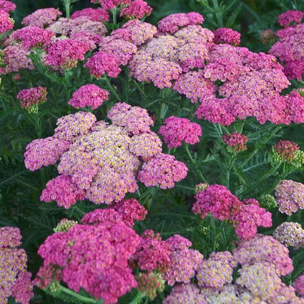 Achillea  3 Litre