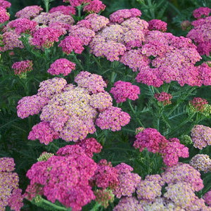 Achillea  3 Litre