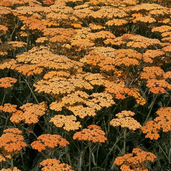 Achillea  3 Litre