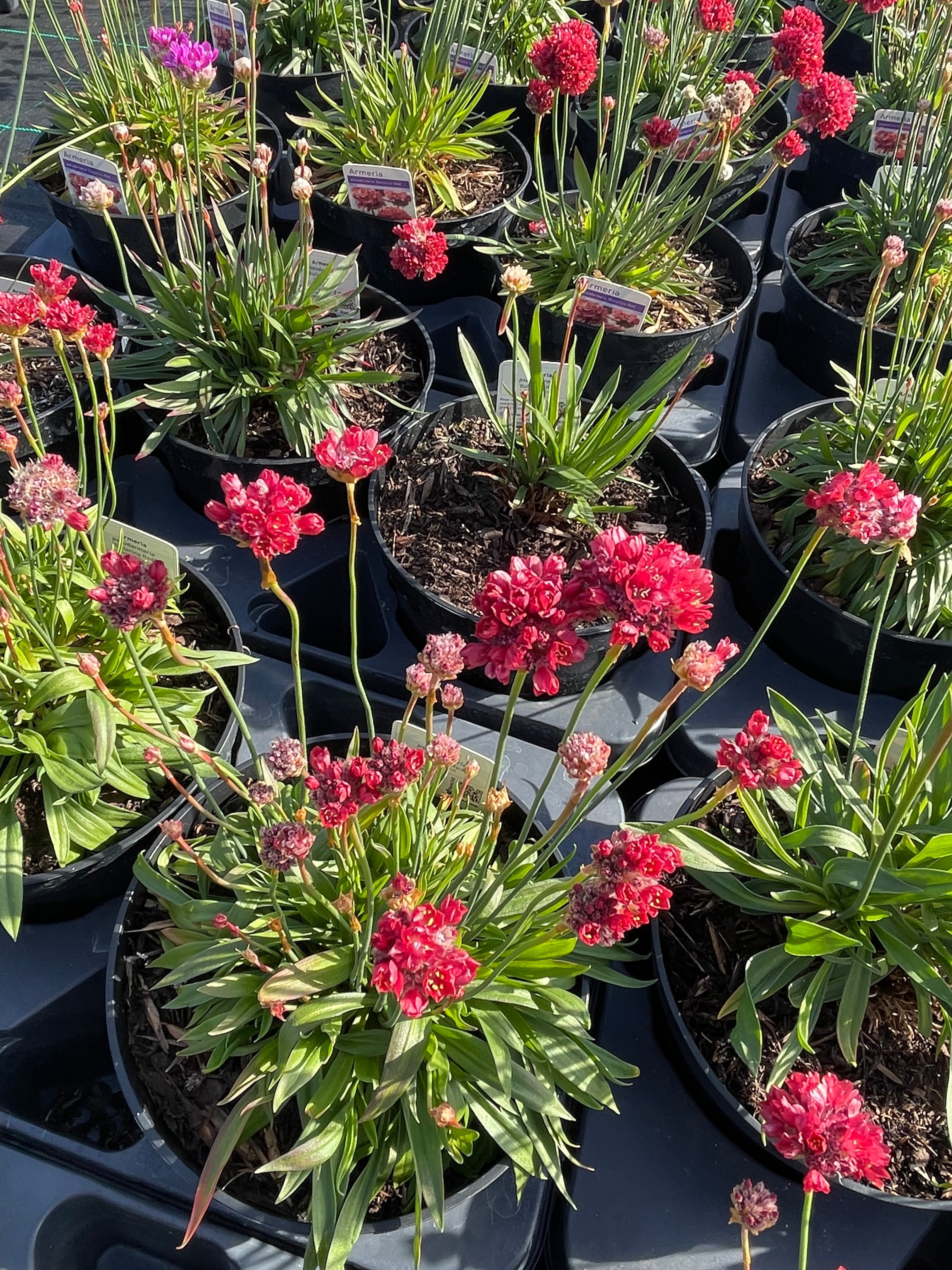 Armeria 3 Litre