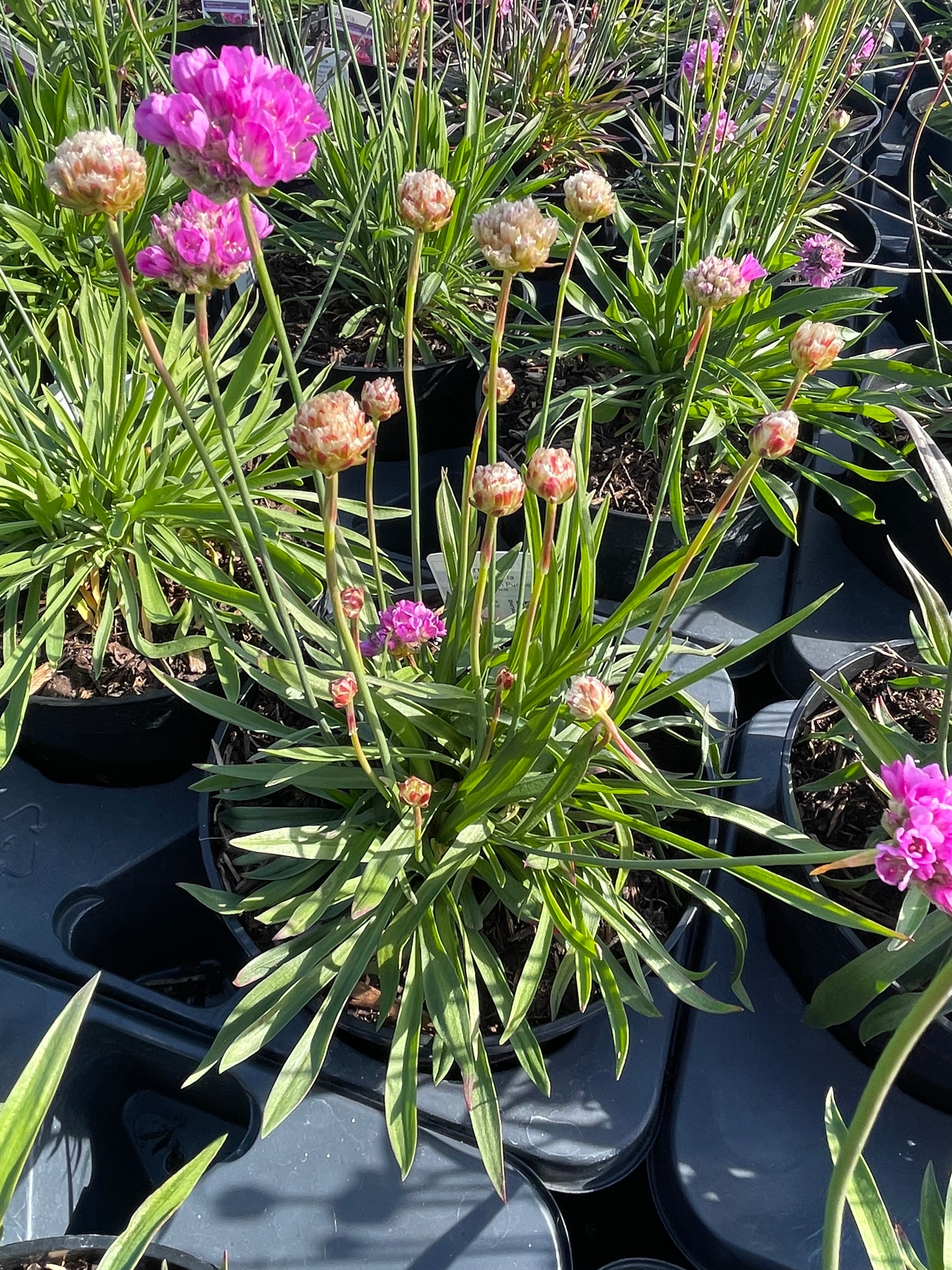 Armeria 3 Litre