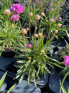 Armeria 3 Litre