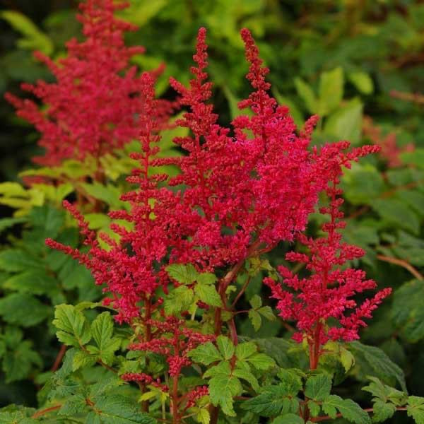 Astilbe  3 Litre