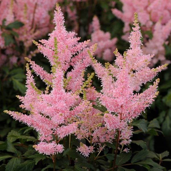Astilbe  3 Litre