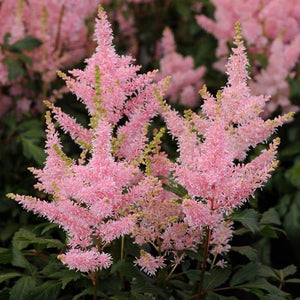 Astilbe  3 Litre