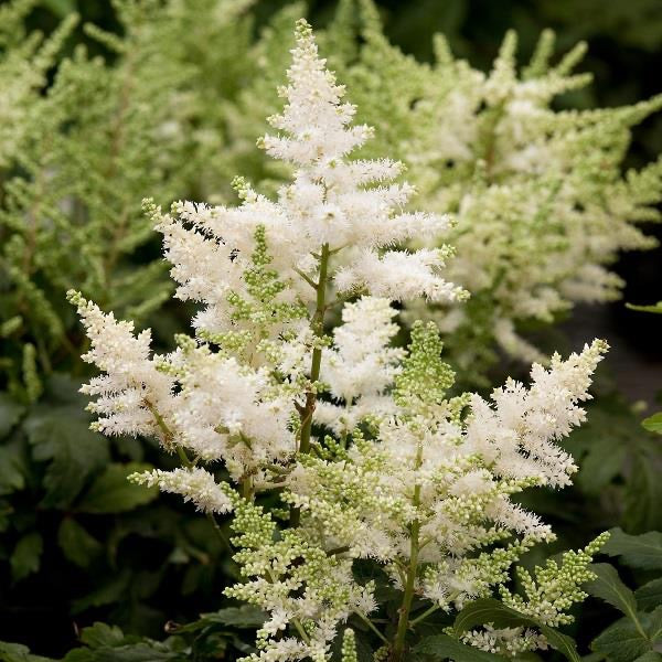 Astilbe  3 Litre