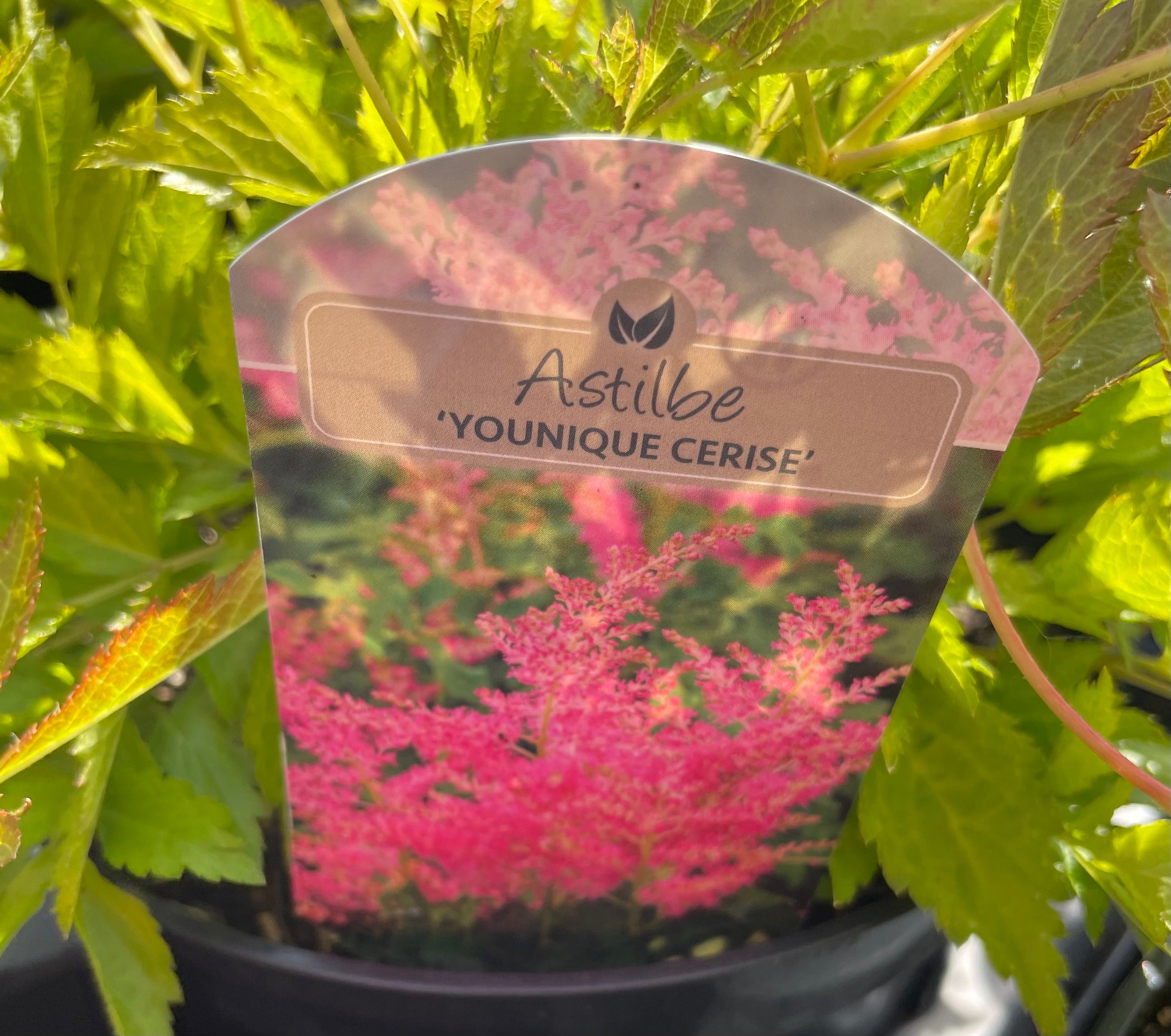 Astilbe  3 Litre