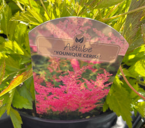 Astilbe  3 Litre