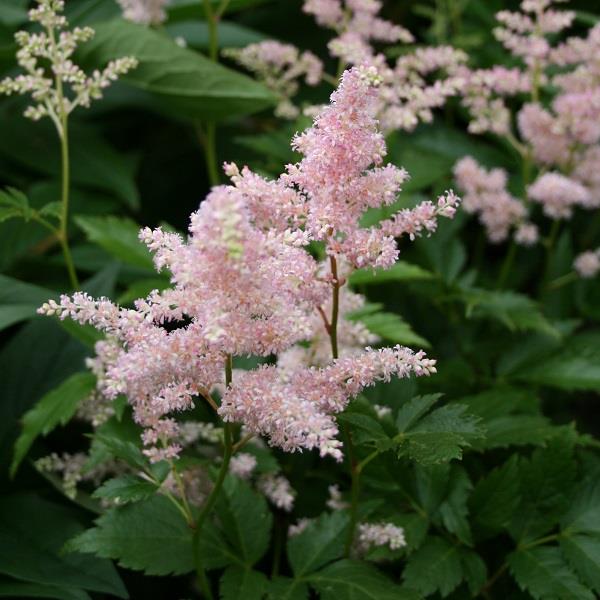 Astilbe japonica Peach Blossom Hanna s Nurseries