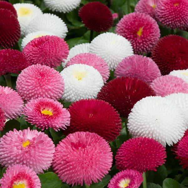 Bellis Medicis
