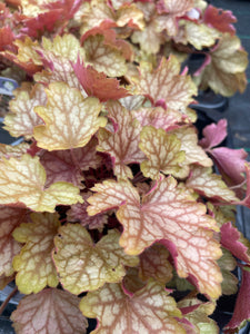 Heuchera Carnival