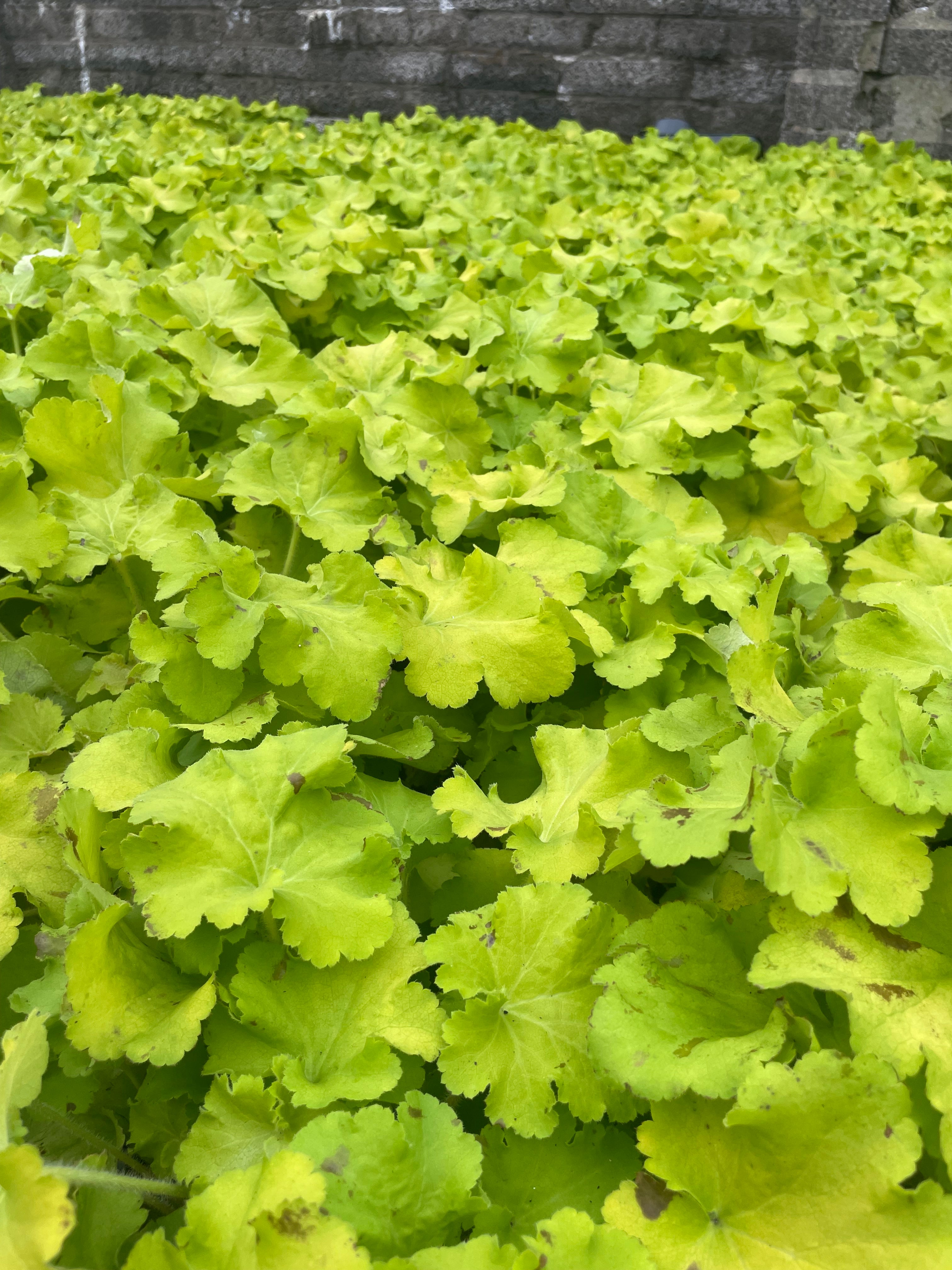 Heuchera Carnival