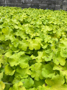 Heuchera Carnival