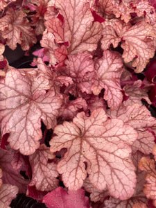 Heuchera Carnival