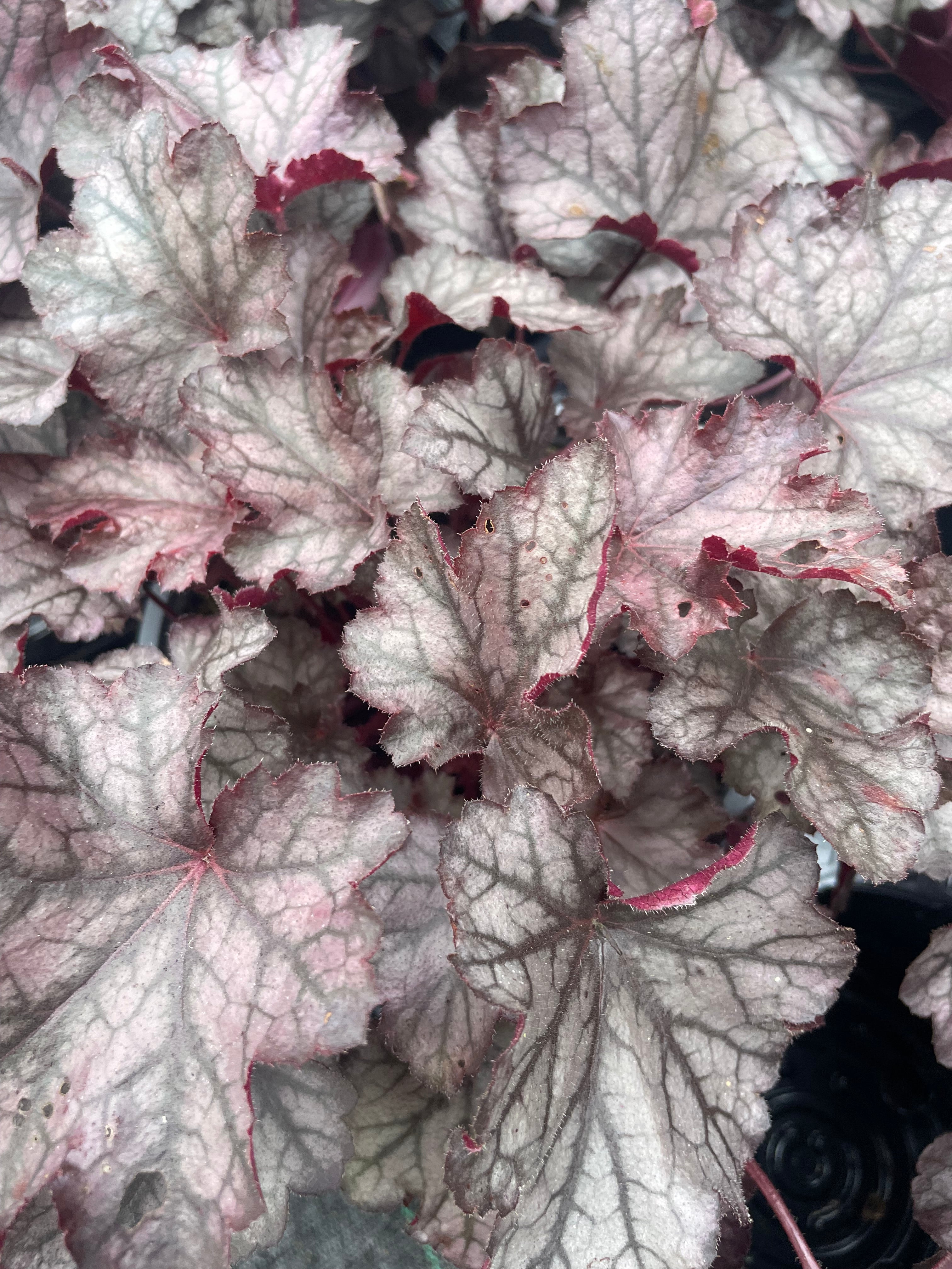 Heuchera Carnival