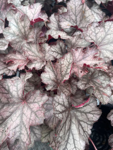 Heuchera Carnival