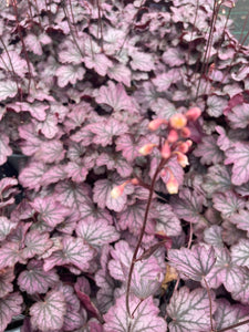 Heuchera Carnival