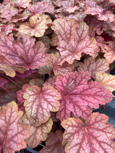 Heuchera Carnival