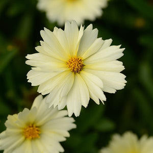 Coreopsis 1 Litre
