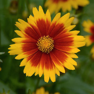 Coreopsis 1 Litre