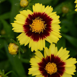 Coreopsis 1 Litre