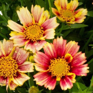 Coreopsis 1 Litre