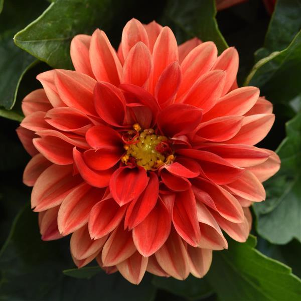 Dahlia 10.5cm