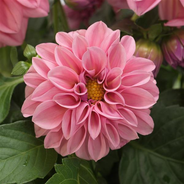 Dahlia 10.5cm