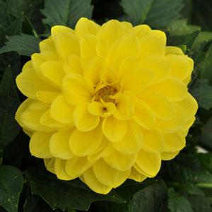 Dahlia 10.5cm