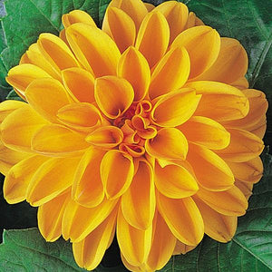 Dahlia 10.5cm