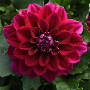 Dahlia 10.5cm