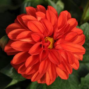 Dahlia 10.5cm