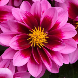 Dahlia 10.5cm