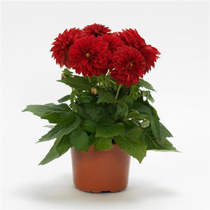 Dahlia 10.5cm