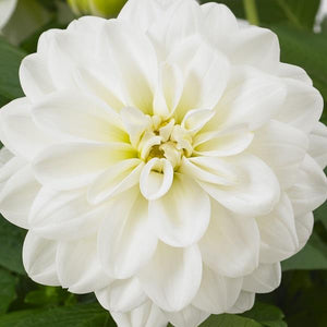 Dahlia 10.5cm