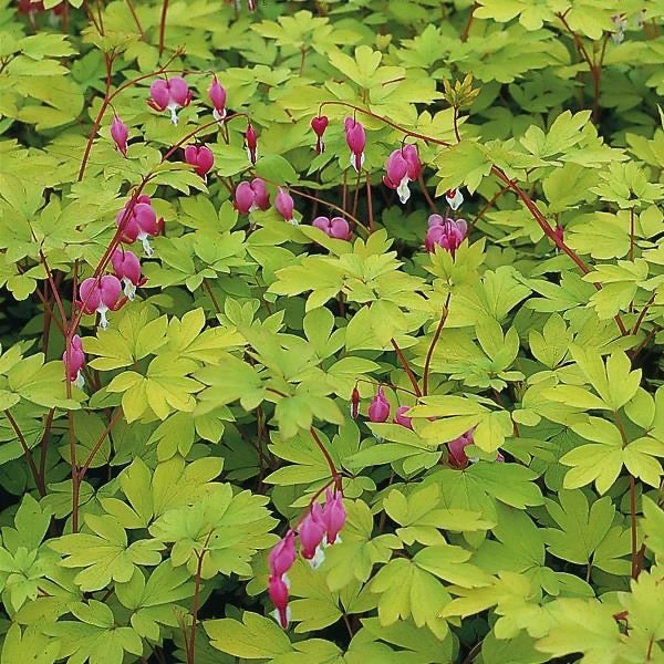 Dicentra 3 Litre