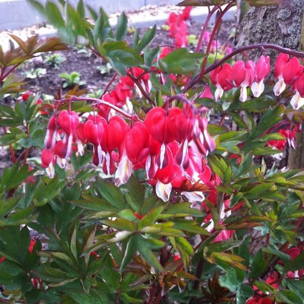 Dicentra 3 Litre
