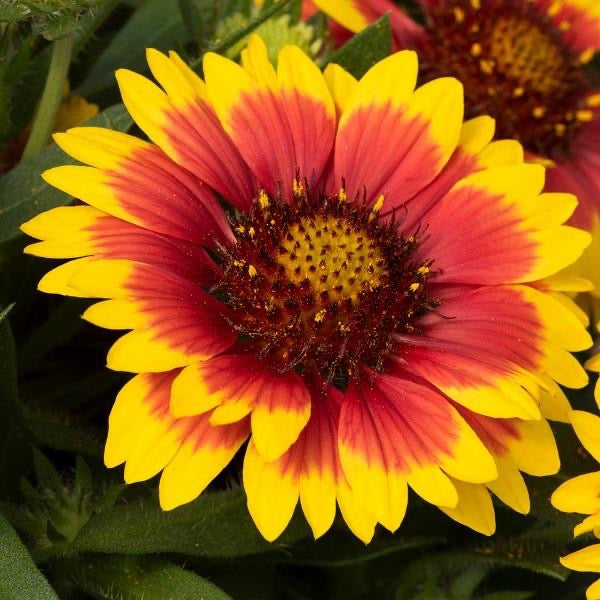 Gaillardia 1 Litre