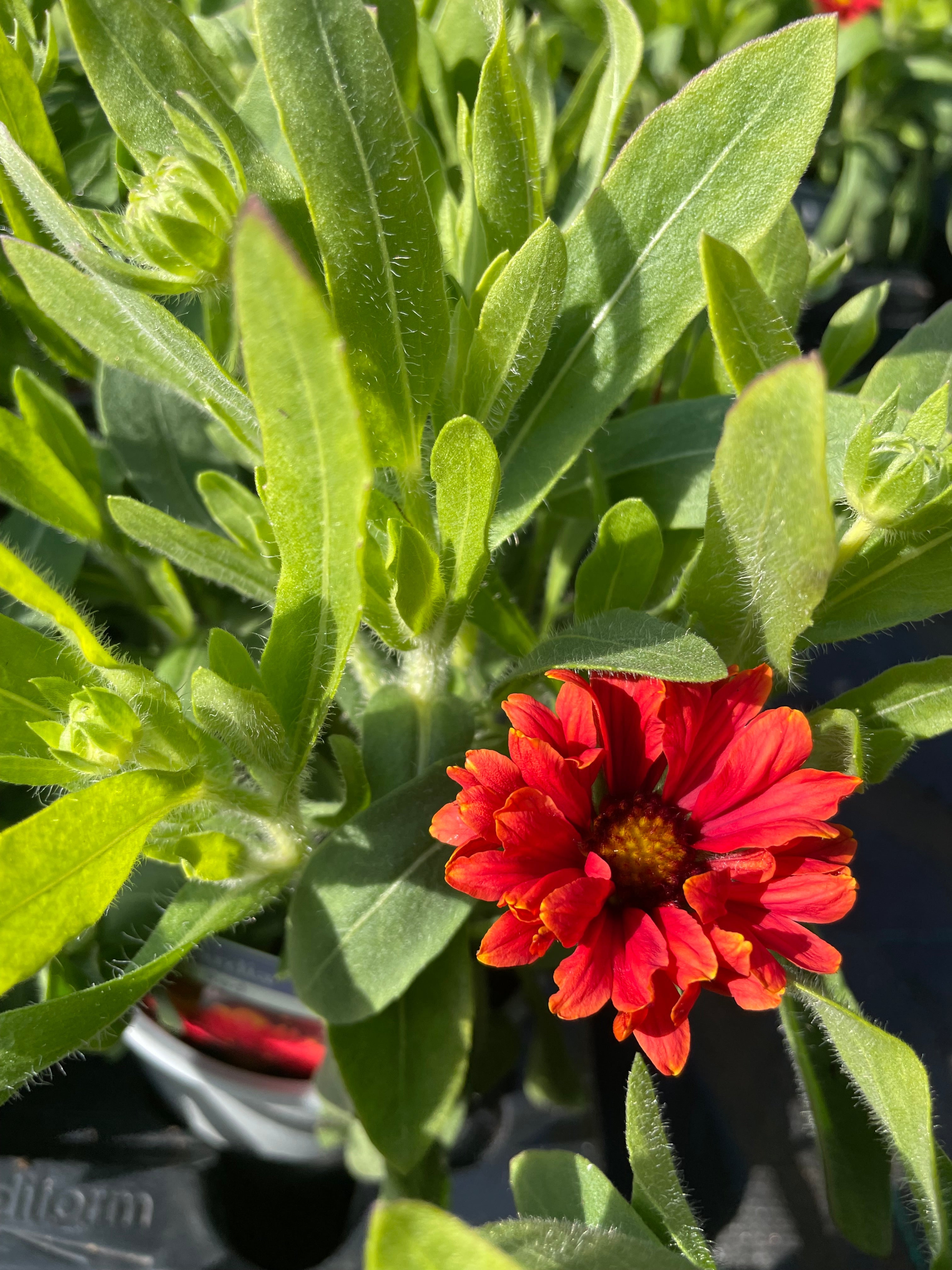 Gaillardia 1 Litre