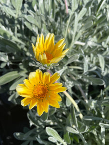 Gazinia  1 Litre