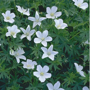 Geranium  3 Litre